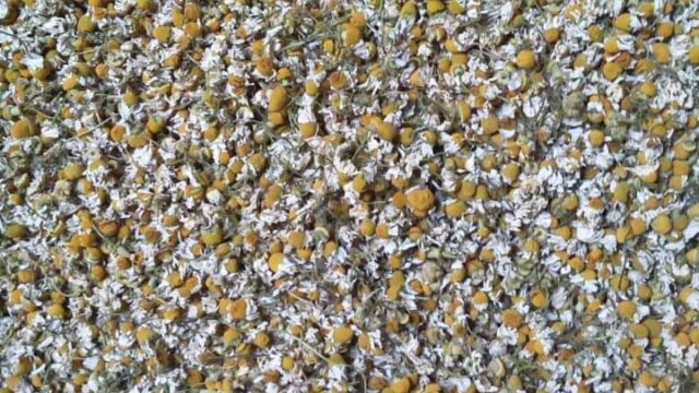 Chamomile Flower – 24 Ton