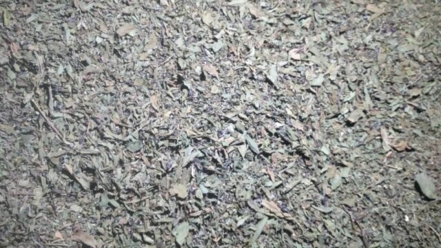 Dried Basil – 20 Ton